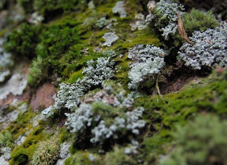 苔藓的假根图片